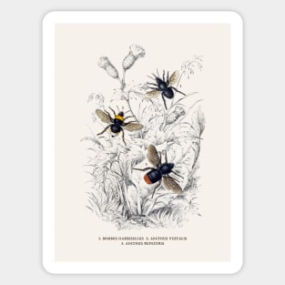 Bees Antique Naturalist Illustration Sticker